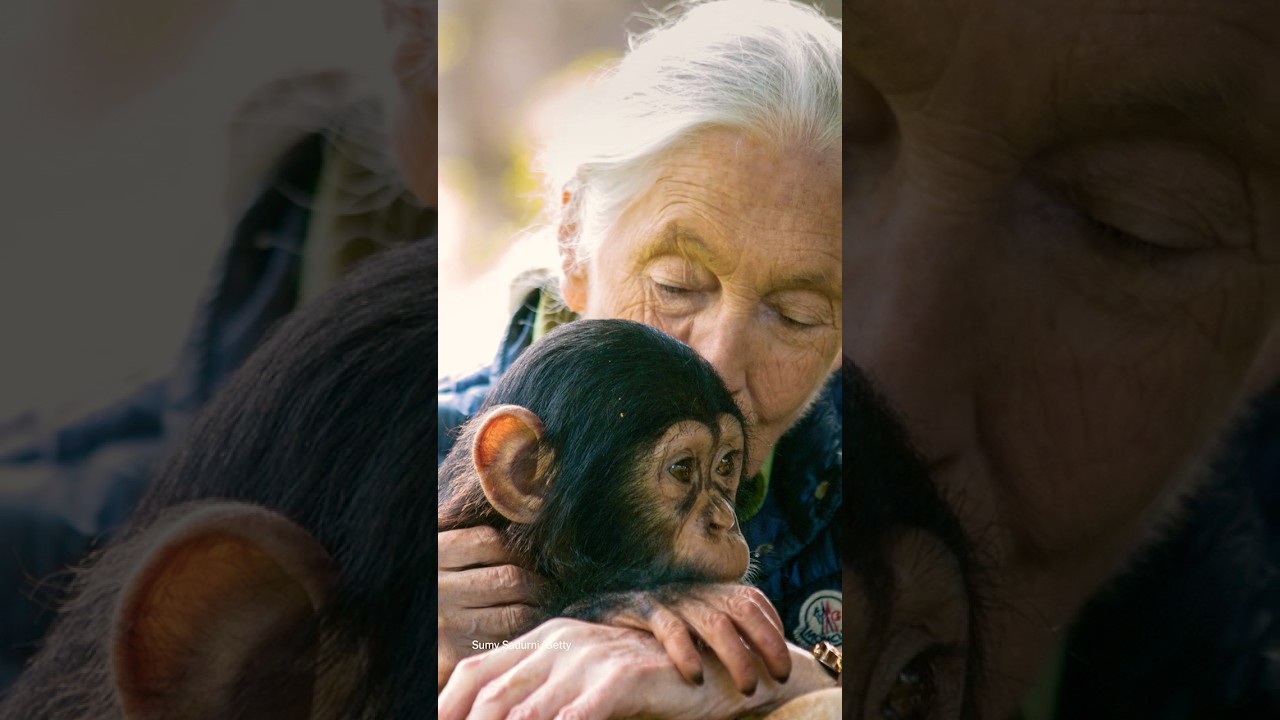 Jane Goodall, a Revered Conservationist, Dies at 91