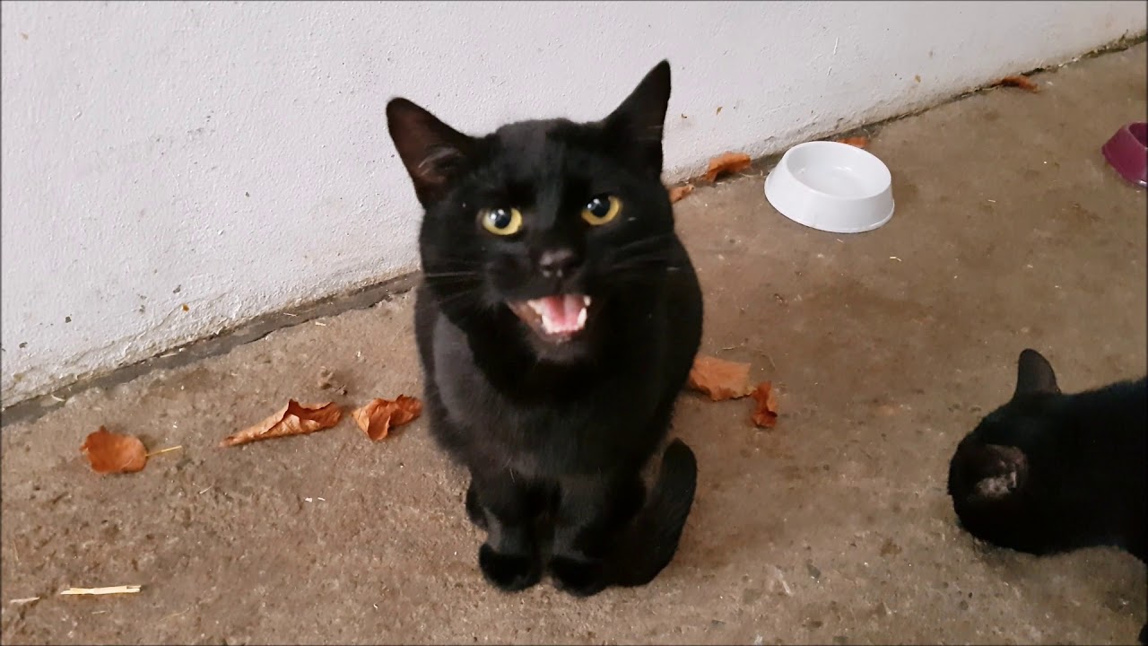 Black Cat Meowing for Treats