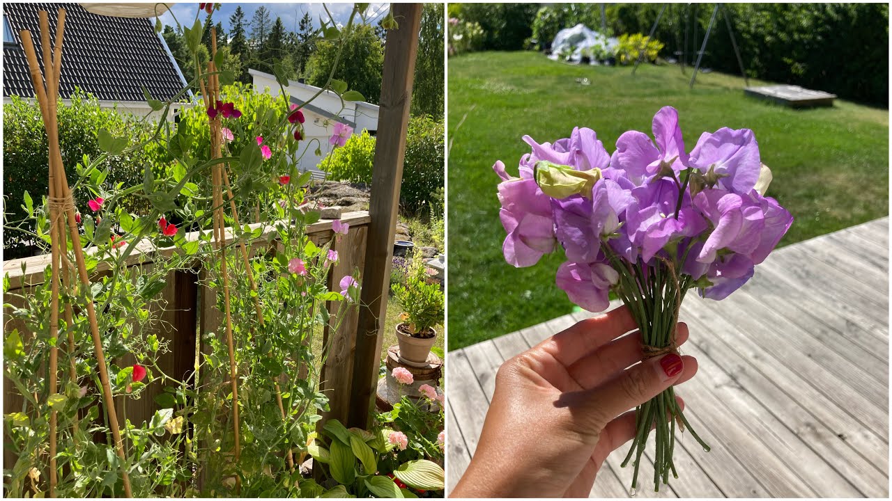 Plantera luktärter i krukor | plant out sweet peas in pots 🌸🌸🌸🌺🌺🌺