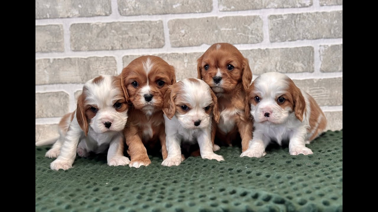 Cavalier King Charles Spaniel Puppies