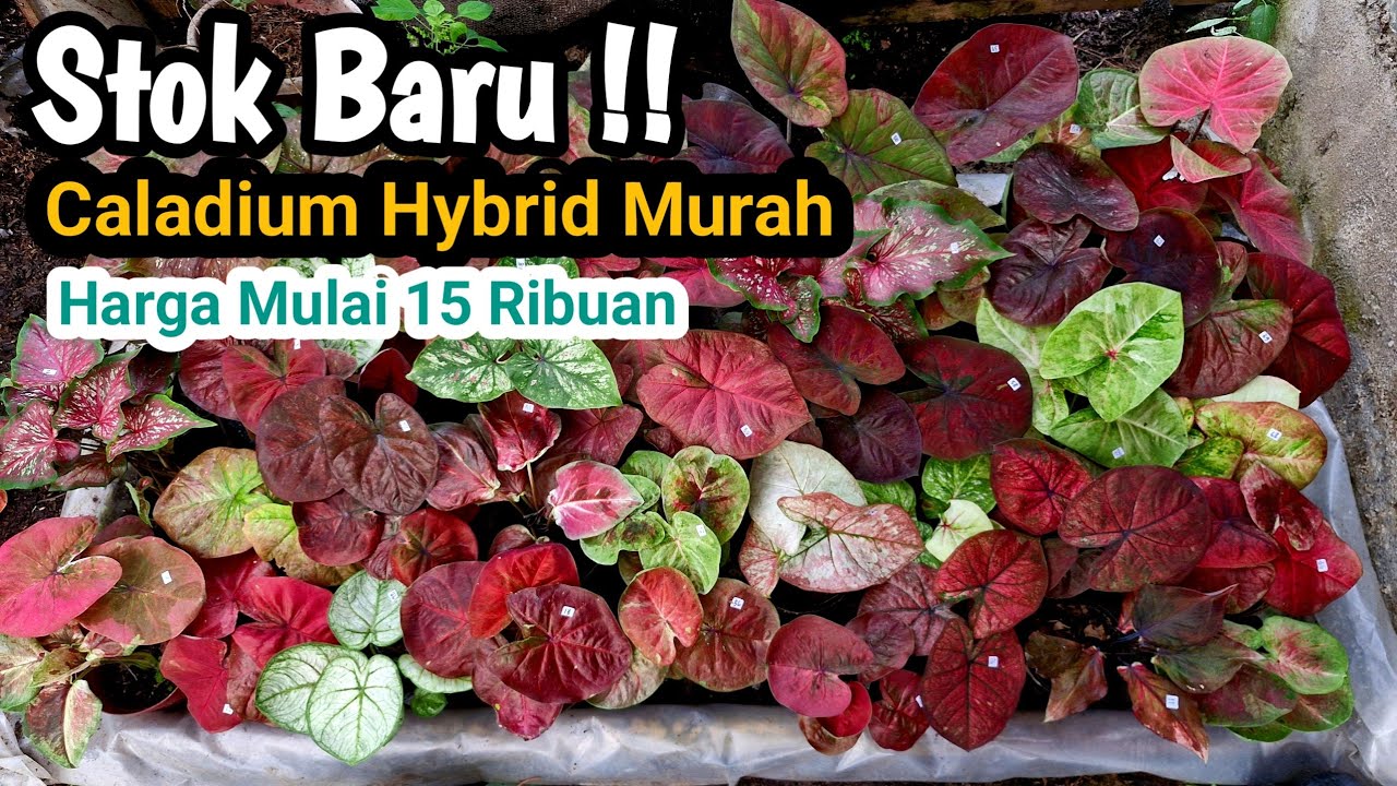 Stok Baru || Caladium Hybrid Murah Part#682