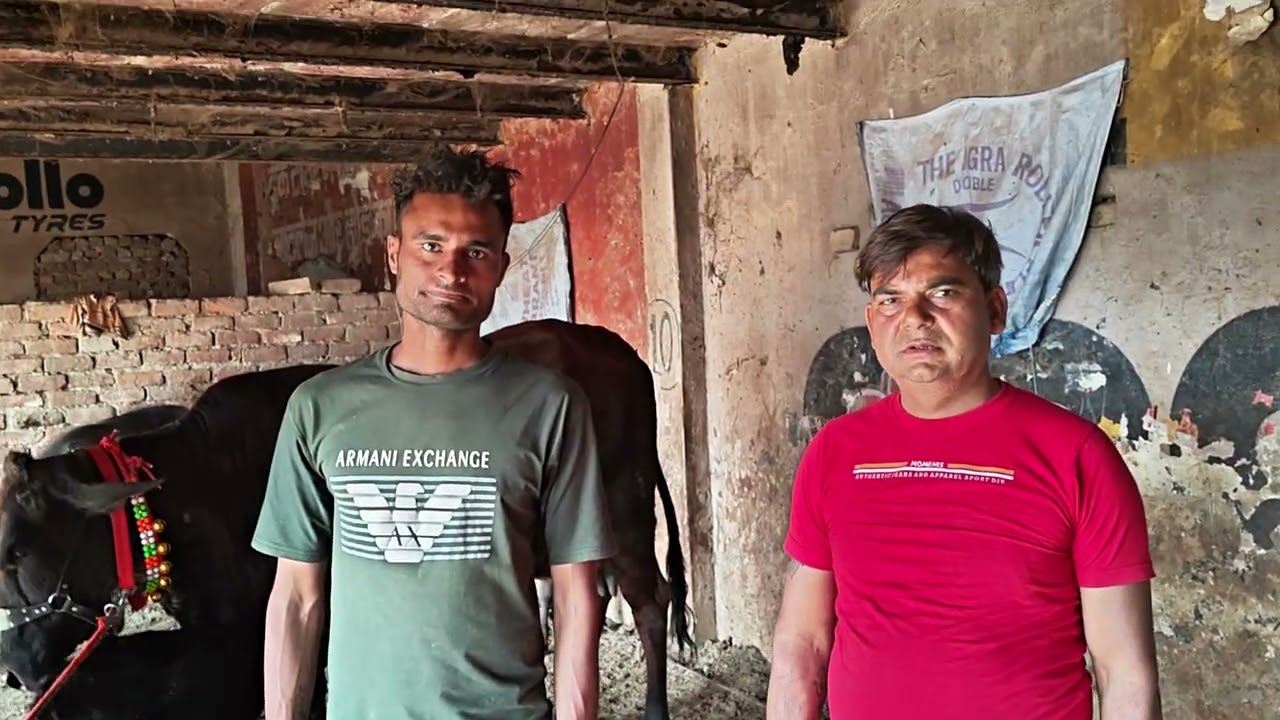 Yash dairy farm mathura u p se sel out kota 8979919094