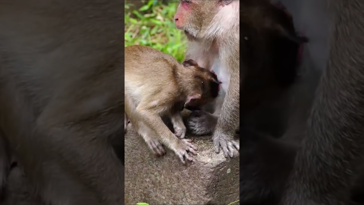 Monkey species: The baby monkey cried because it couldn't breastfeed secretly, so it was beaten.