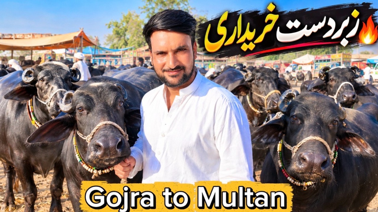 Top Class Buffaloes Prices Revealed 😱|| Pakistan Dairy Farm Business