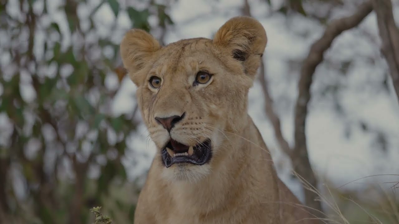Billy K Travel Africa Lioness 4K