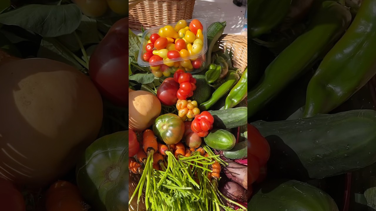 He loved his colourful vegetable basket🧺#harvesttime #vegetablegarden #homegrown #harvest #garden