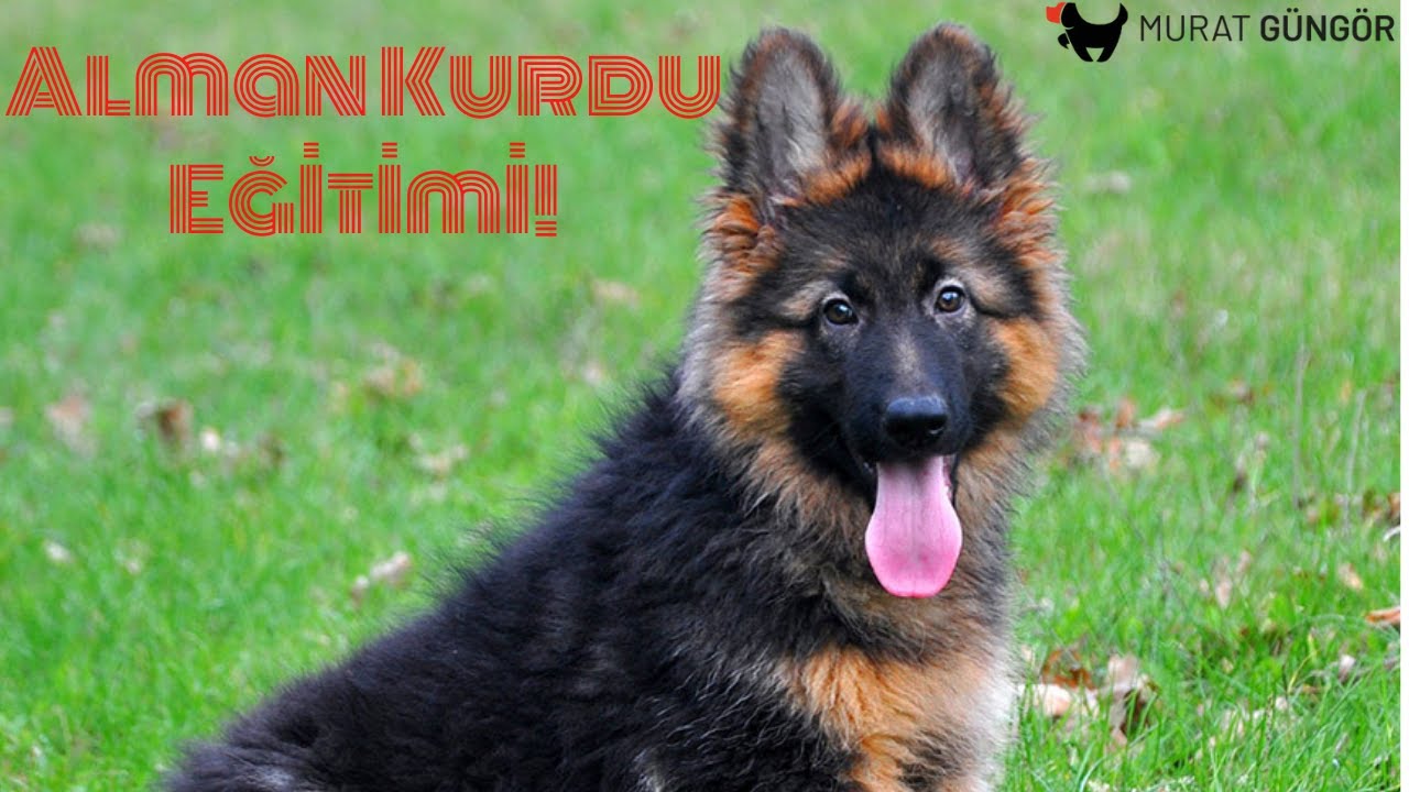 Alman Kurdu Eğitimi Nasıl Yapılır! Yavru Alman Kurdu Eğitimi Nasıl Verilir! Tuvalet İtaat ve Temel!