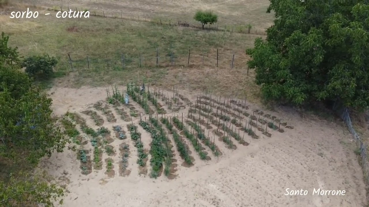 sorbo, cotura - frazione di acri in provincia di Cosenza, questo video lo dedico ai miei nonni......