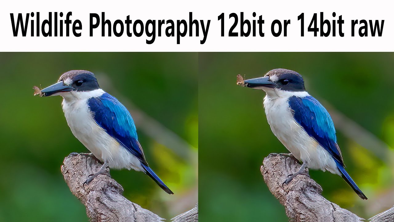 Wildlife Photography 12bit or 14bit raw