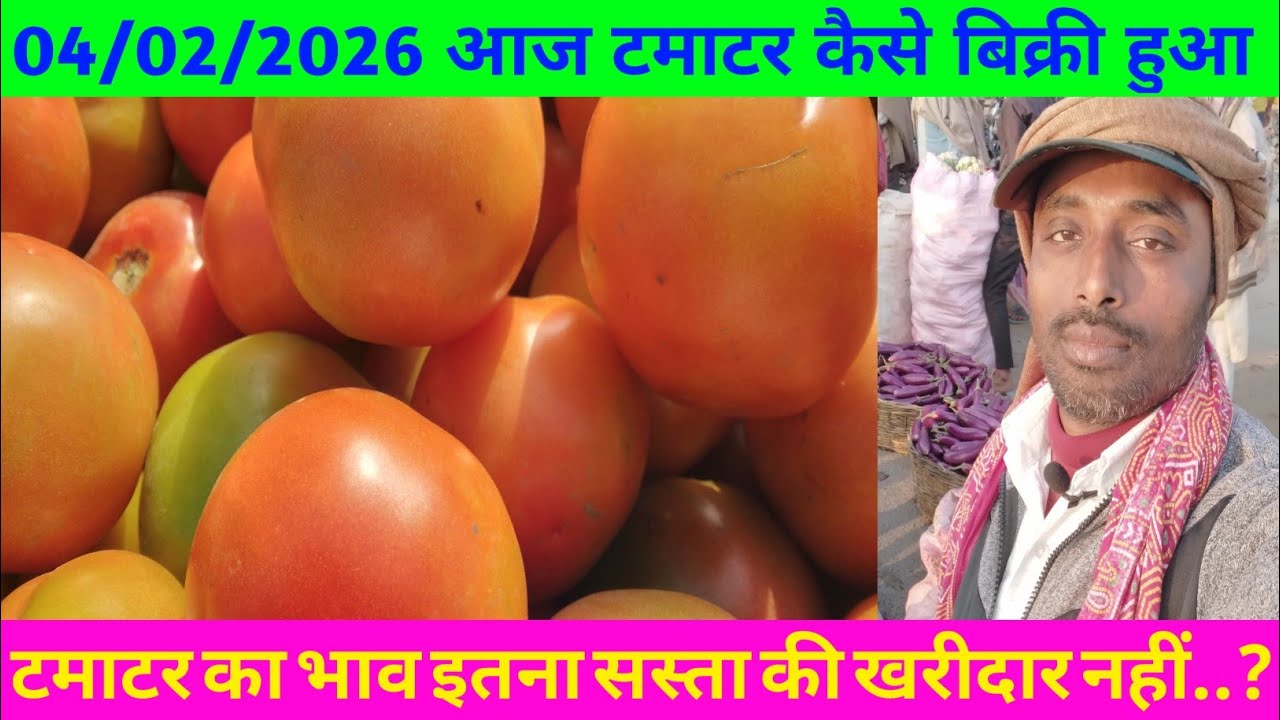 सराय सुभाई चौक थोक मंडी में टमाटर इतना सस्ता कि कोई खरीदार नहीं और कैसे |Tamatar bhao | #vegetables 