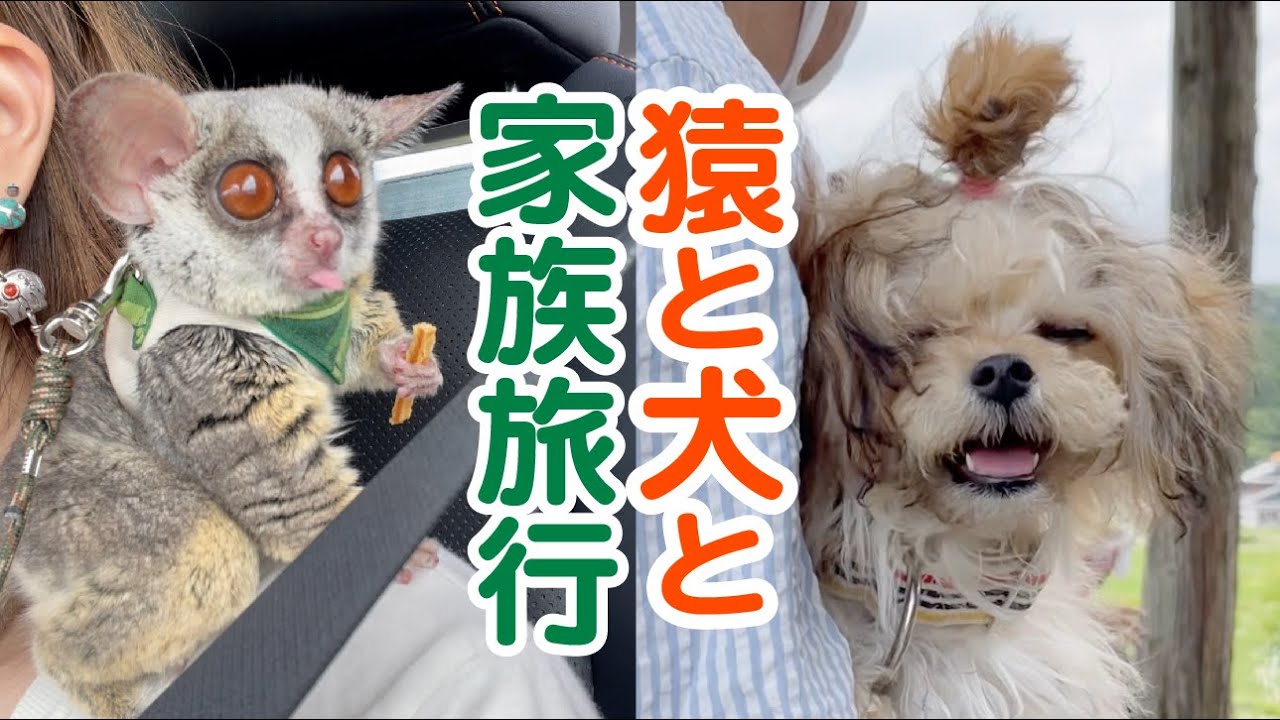 猿と犬と家族旅行 - Weekend Trip - Pizzatoru the Bushbaby / ショウガラゴのピザトル