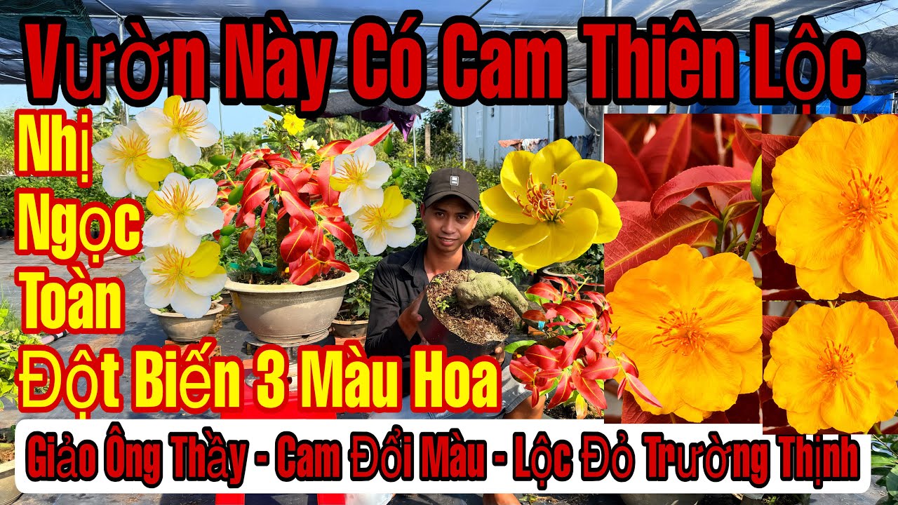 5/4☎️0915257320☎️🌲Mai Vàng Giá Rẻ🌲Cam Thiên Lộc-Giảo Ông Thầy-Bình Lợi-Như Ý-Nhị Ngọc Toàn...🌲