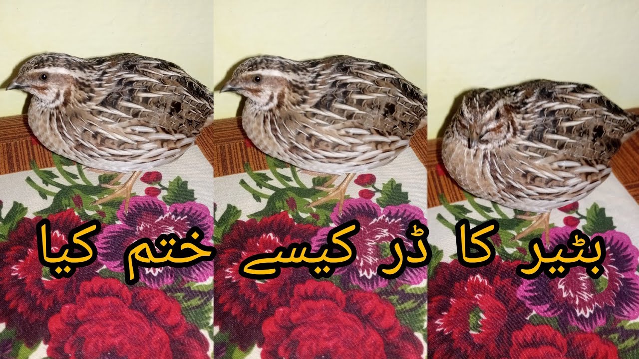 New Batair  kaa dar kesa khatm kia jata hai|Quail ka dar khatam kr dia 2 dino main| Quial sound |
