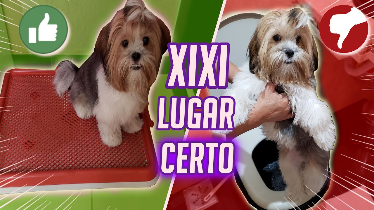 XIXI SÓ NO LUGAR CERTO| COMO ENSINAR SEU CACHORRO DICAS INFALÍVEIS. #euemeupet10