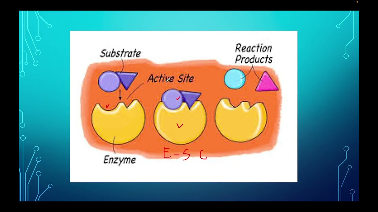 ENZYMES Explained for IGCSE Biology  | Structure, Function & Exam Questions
