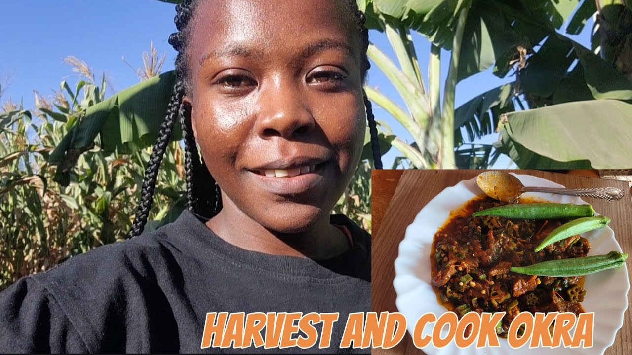 Village life/ Harvest Okra/Cook Okra Step By Step