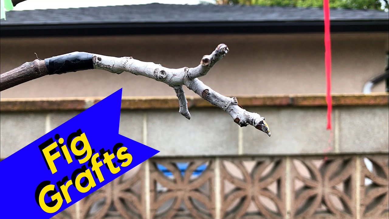 Finished Grafting Fig Trees (EASY)