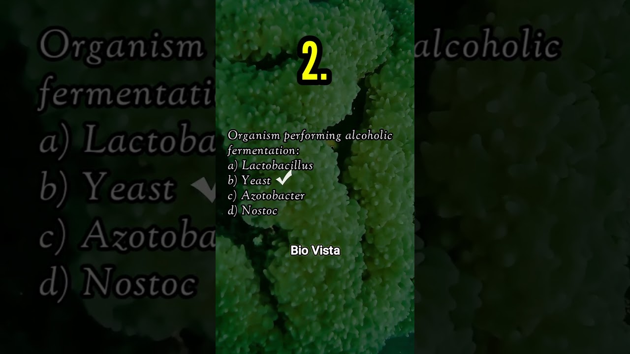 5 Important Questions on Respiration in Plants | Class 11 Biology | Bio Vista
