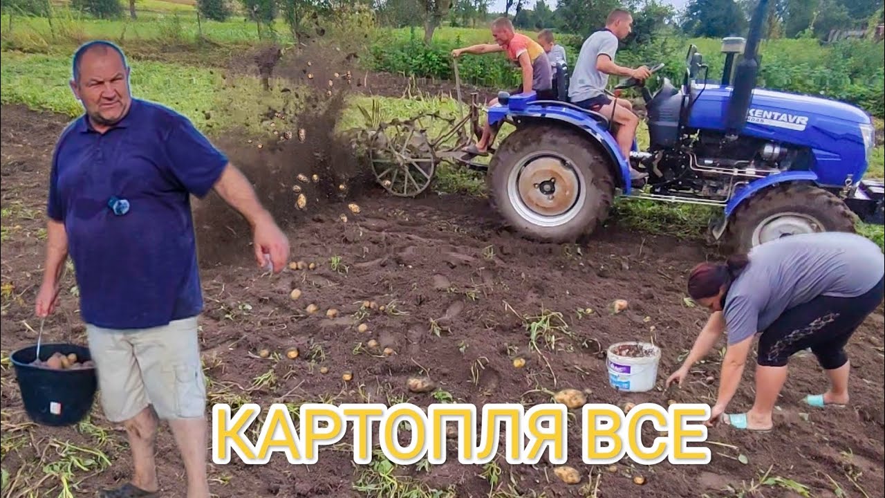 Докопали картоплю Останнє поле‼️ Ціни за Копання 🥔🥔. Копалка картоплі ще Діда