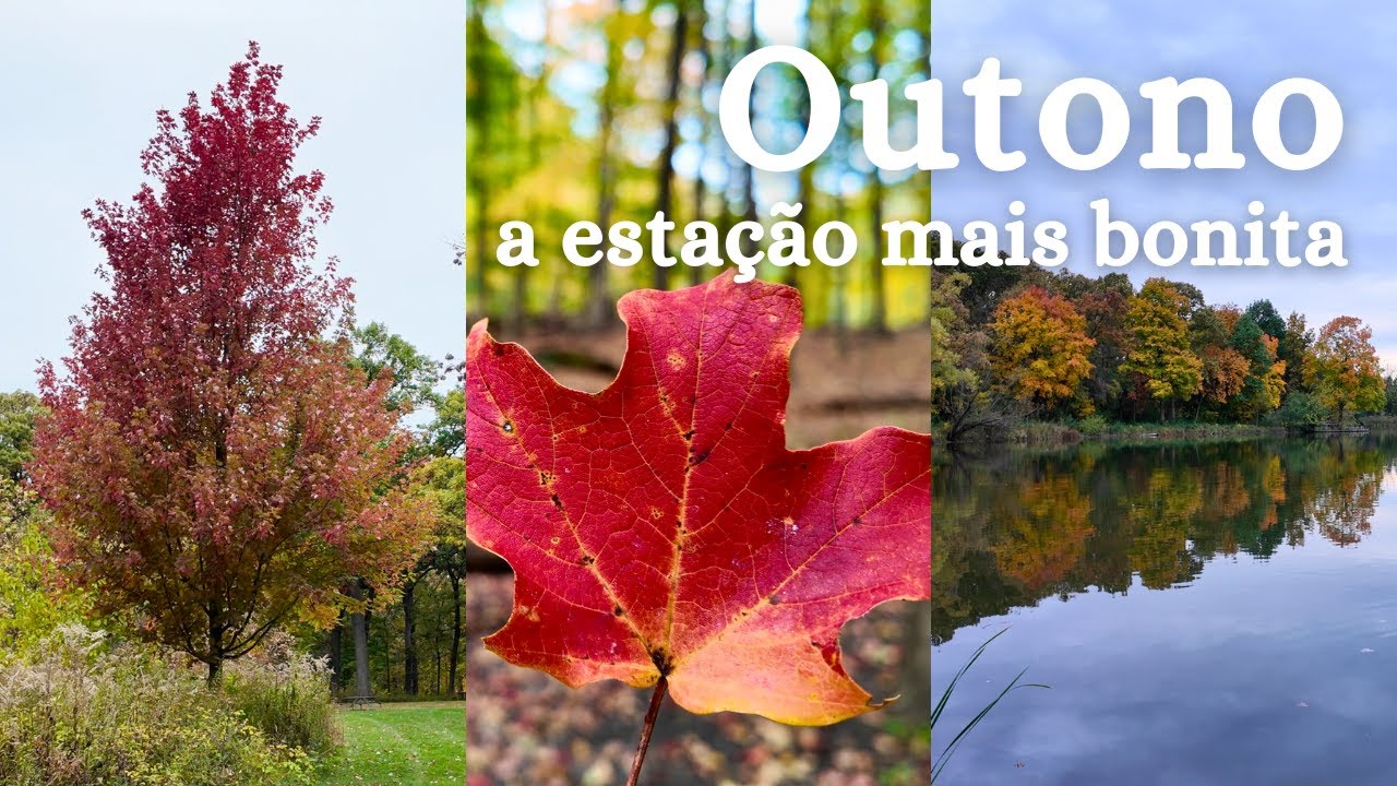 Explorando as paisagens outonais perto de Chicago