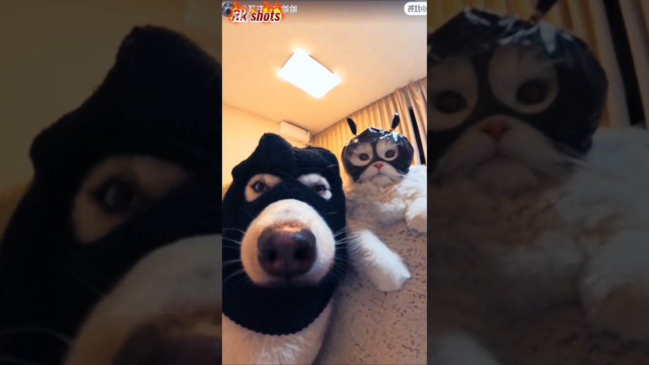 When cats do style 