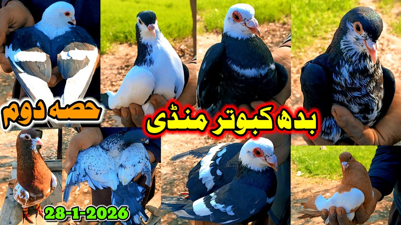 Part:2 Wednesday Pigeon Market Layyah New Entertainment | Talk of Colored People and Colored Pigeons