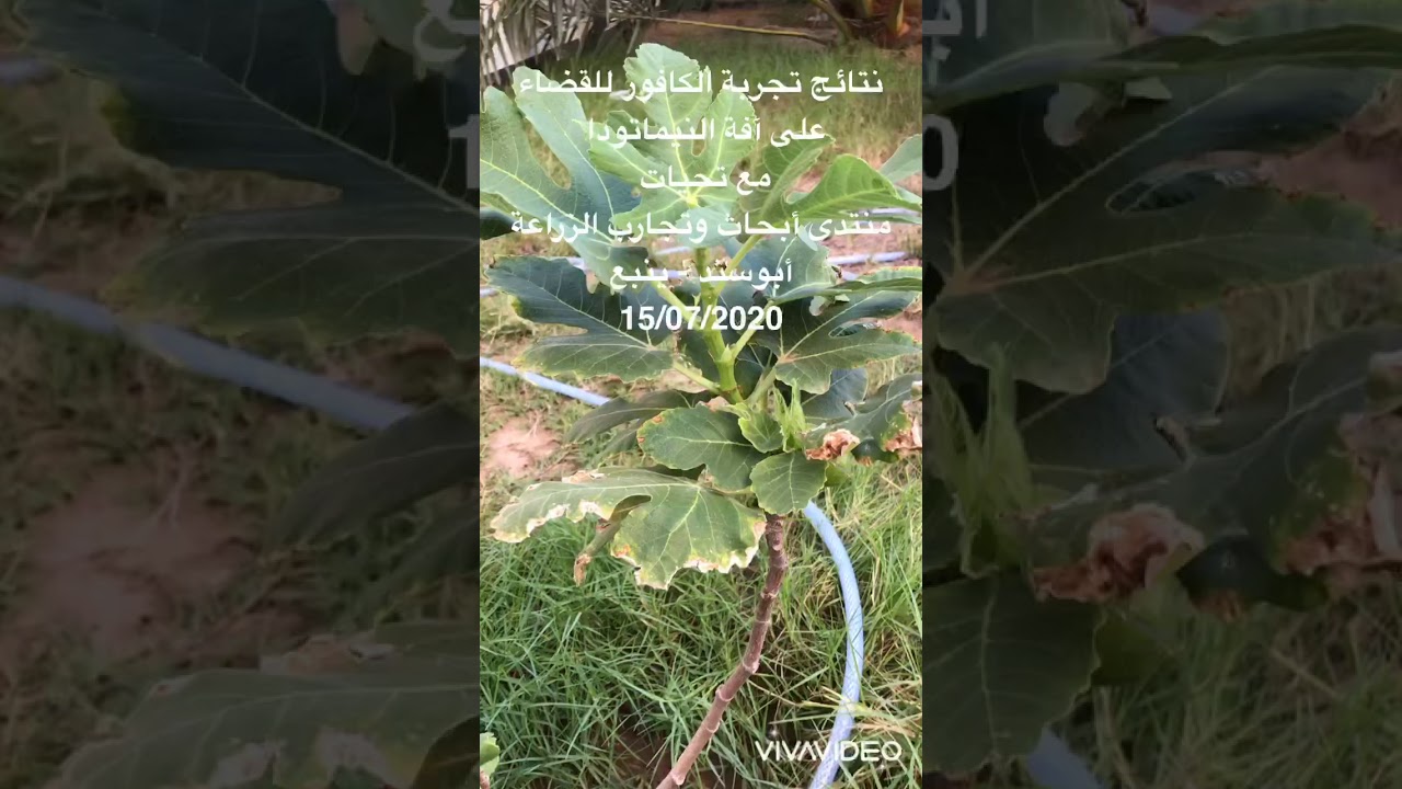 نتائج تجربة الكافور للقضاء على النيماتودا برعاية منتدى أبحاث وتجارب الزراعة