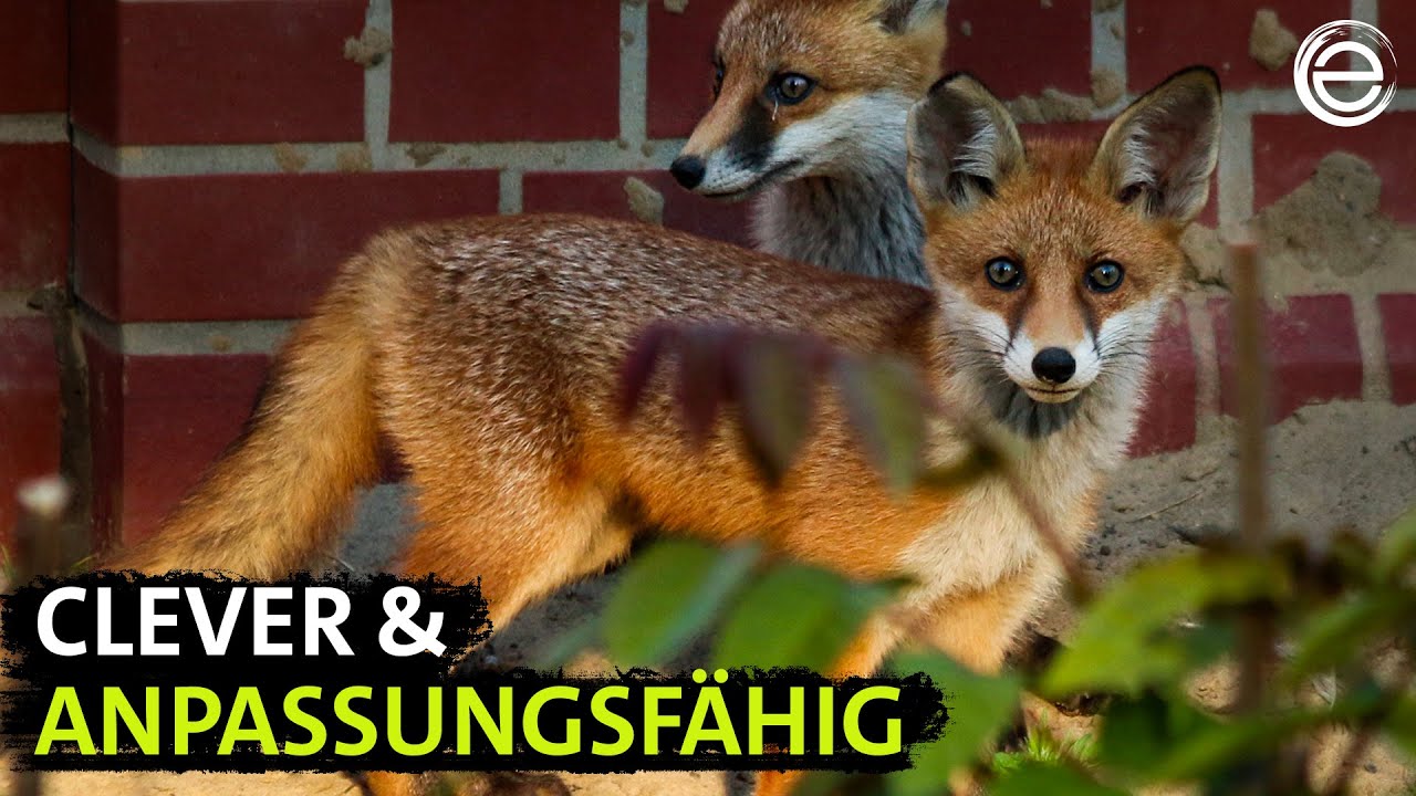 Stadt Land Fuchs ‒ Tierische Überlebenskünstler | Erlebnis Erde