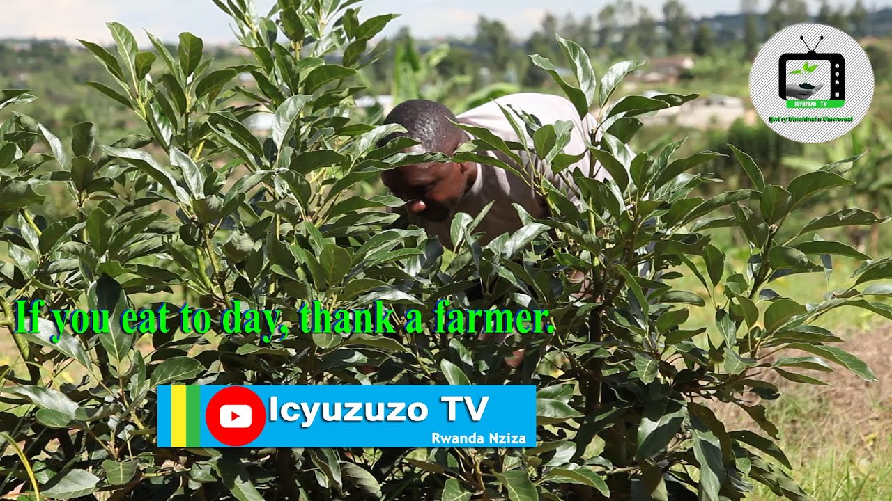 Nyanza: Umuhinzi w'avoka ati: ubuhinzi bwa #avocado bumaze gutera imbere njye nzakora uruganda.