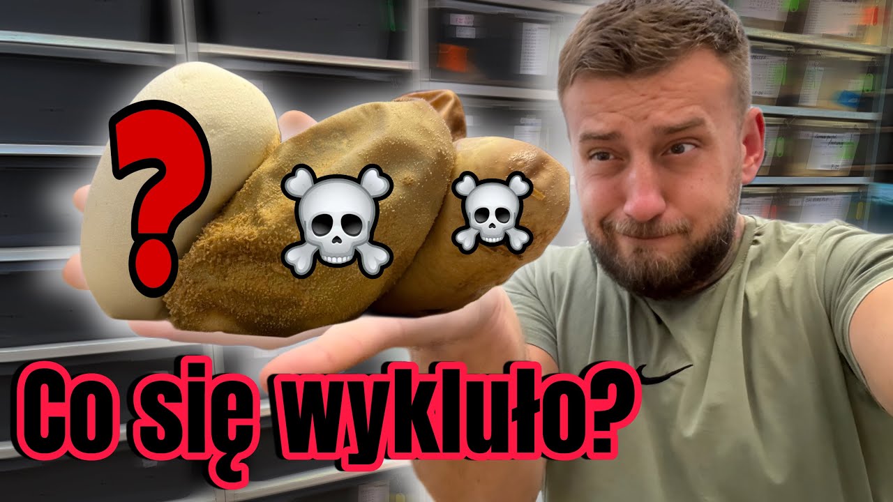 Dwa WĘŻE UMARŁY‼️ A Ten TRZECI...⁉️
