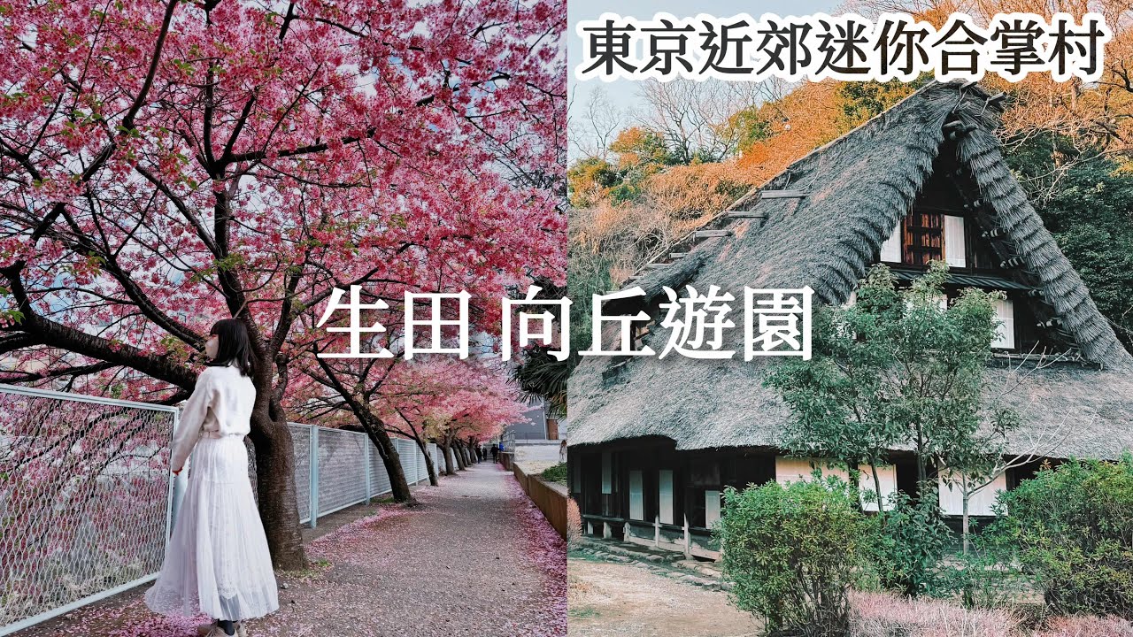 生田 向丘遊園｜新宿出發不用半小時 鳥比人多河津櫻步道、古民家戶外博物館 日本民家園｜近期心中第一名的布丁！生田綠地｜東京近郊、日本旅遊、Satori日本生活