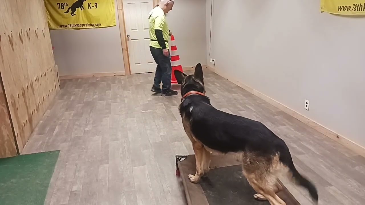 The Rosco Show #dogtraining  #germanshepherd #fun #belgianmalinois #viral 