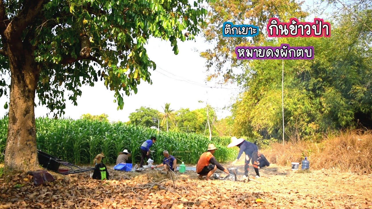 รื้อดงผักตบ ตึกเยาะกินข้าวป่า งานนี้ใหญ่เหมือนเดิม/บ้านนาพาสุข EP.485