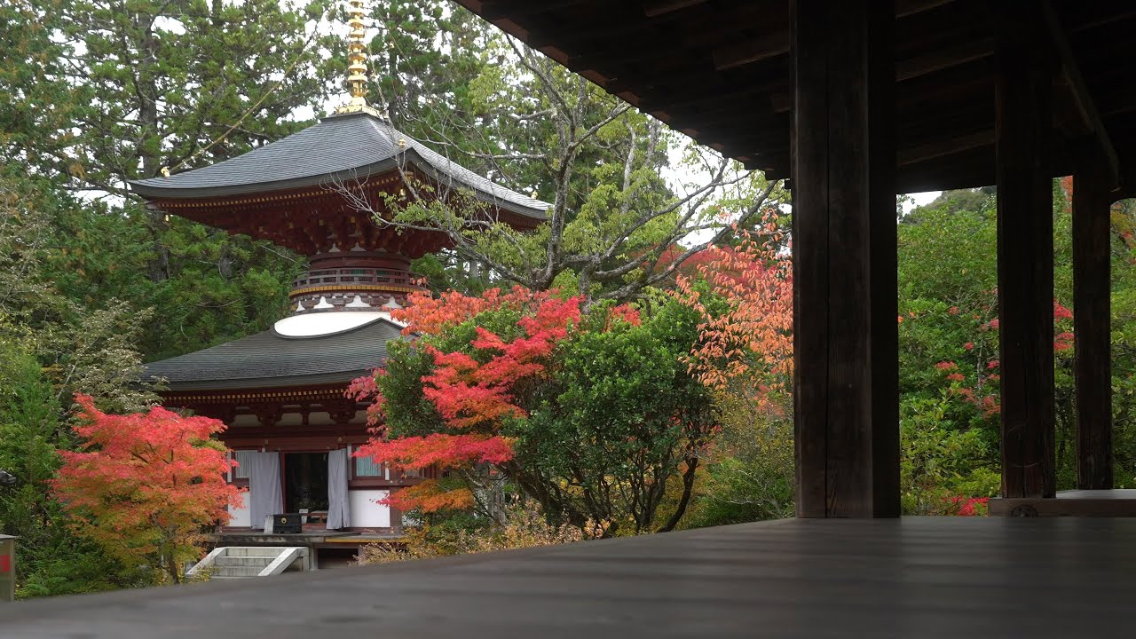 円成寺の紅葉、見頃です。11/15