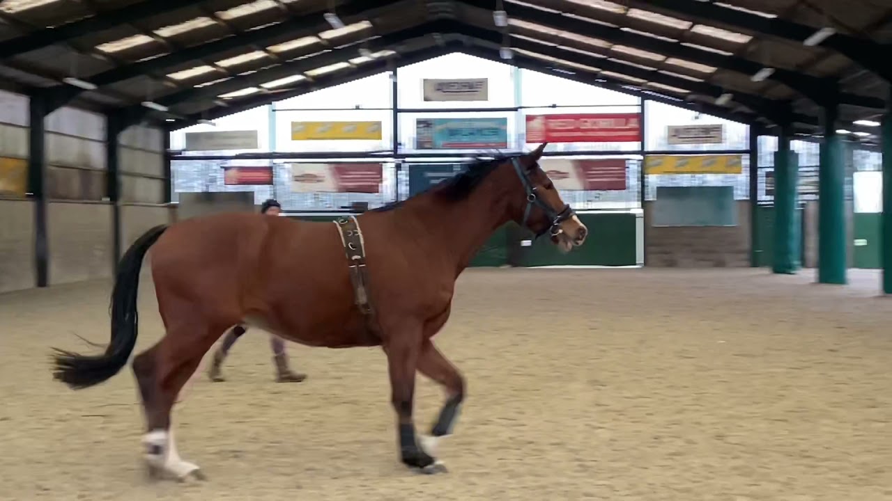 Our processes and priorities of backing a young horse.