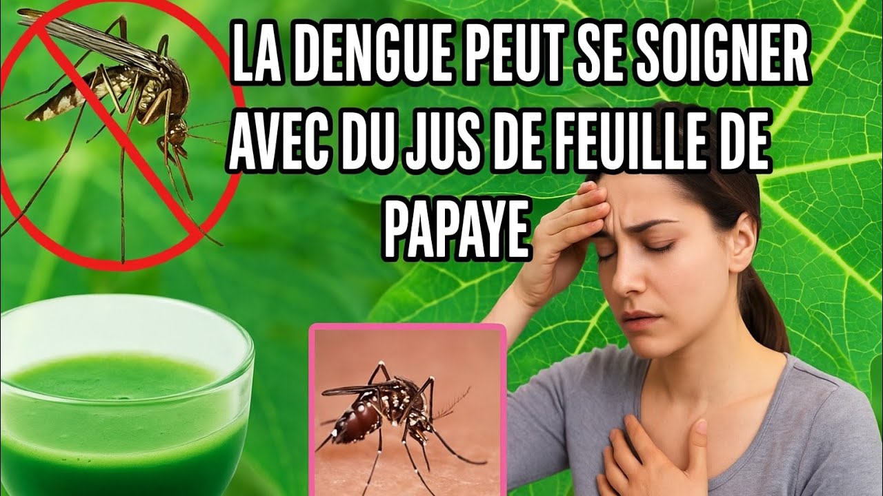 La dengue peut se soigner avec du jus de feuille de papaye