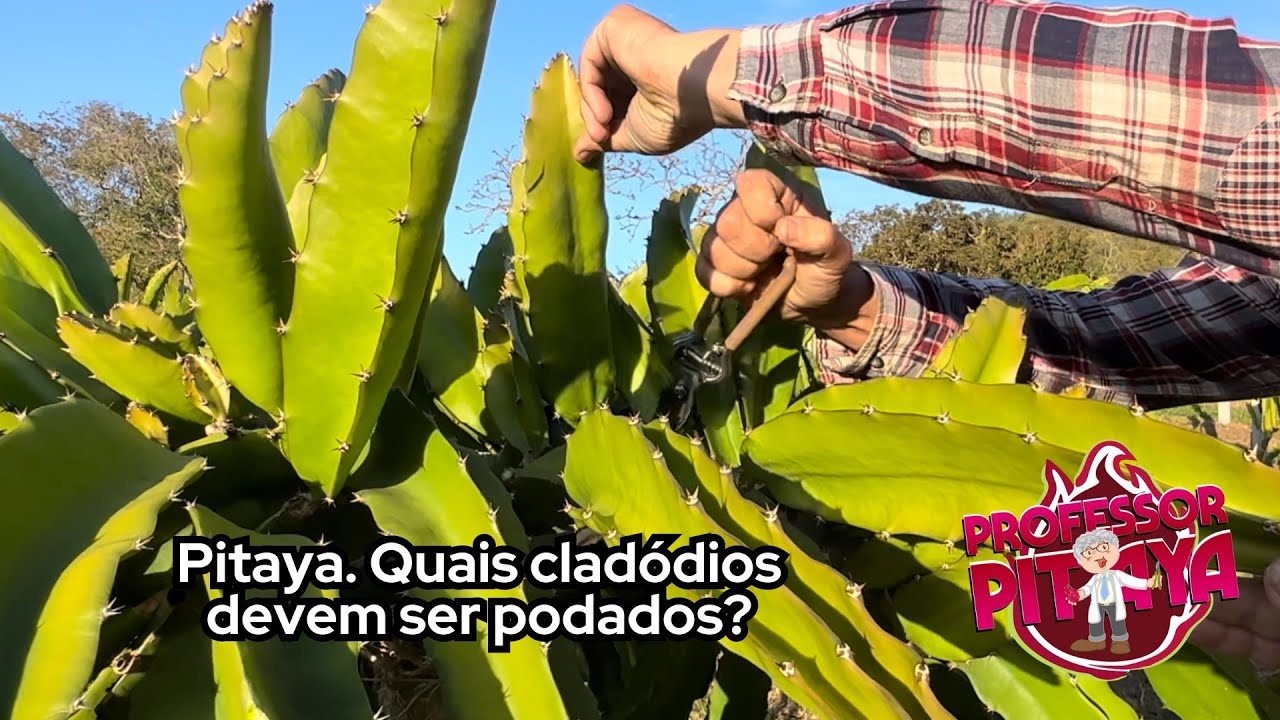 120) Pitaya. Quais cladódios devem ser podados?