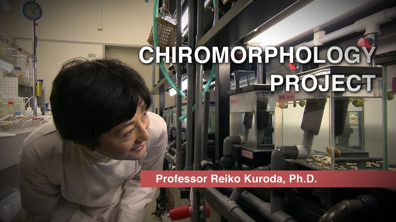 Vol.06 Chiromorphology Project. Professor Reiko Kuroda, Ph.D.