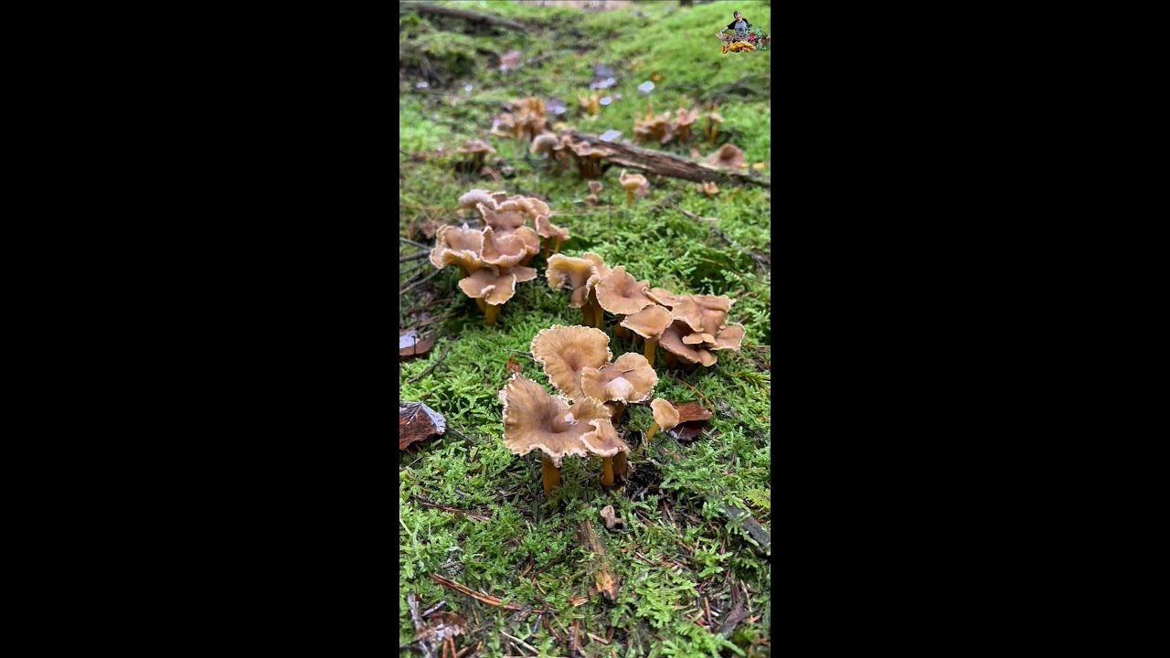 ออนซอนเห็ดหลายคัก 