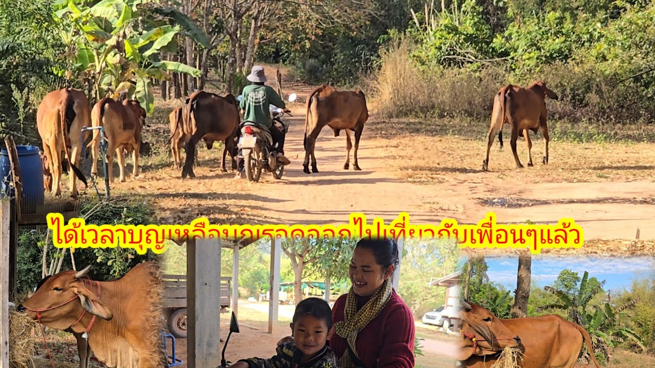 พ่ออาชิเอาบุญเหลือบุญรอดออกกินหญ้าที่ไหน
