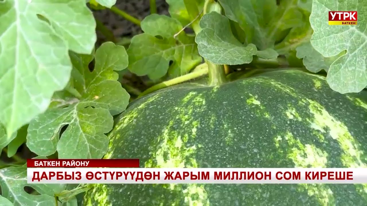 ДАРБЫЗ ӨСТҮРҮҮДӨН ЖАРЫМ МИЛЛИОН СОМ КИРЕШЕ