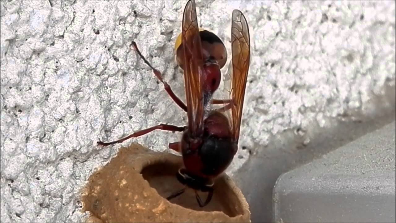 Töpferwespe beim Nestbau