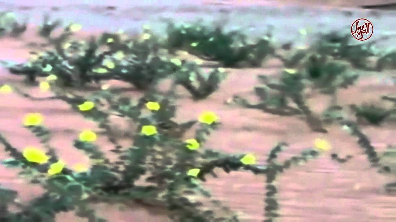 تاريخ مختصر لقبيلة آل العرجاء كلمات وإلقاء الشيخ حاصل بن محمد بن فاطمه العرجاني
