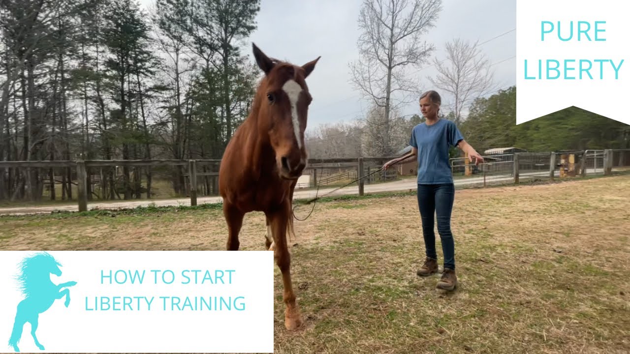 How To Start Liberty Training With Your Horse (Beginners) | Pure Liberty