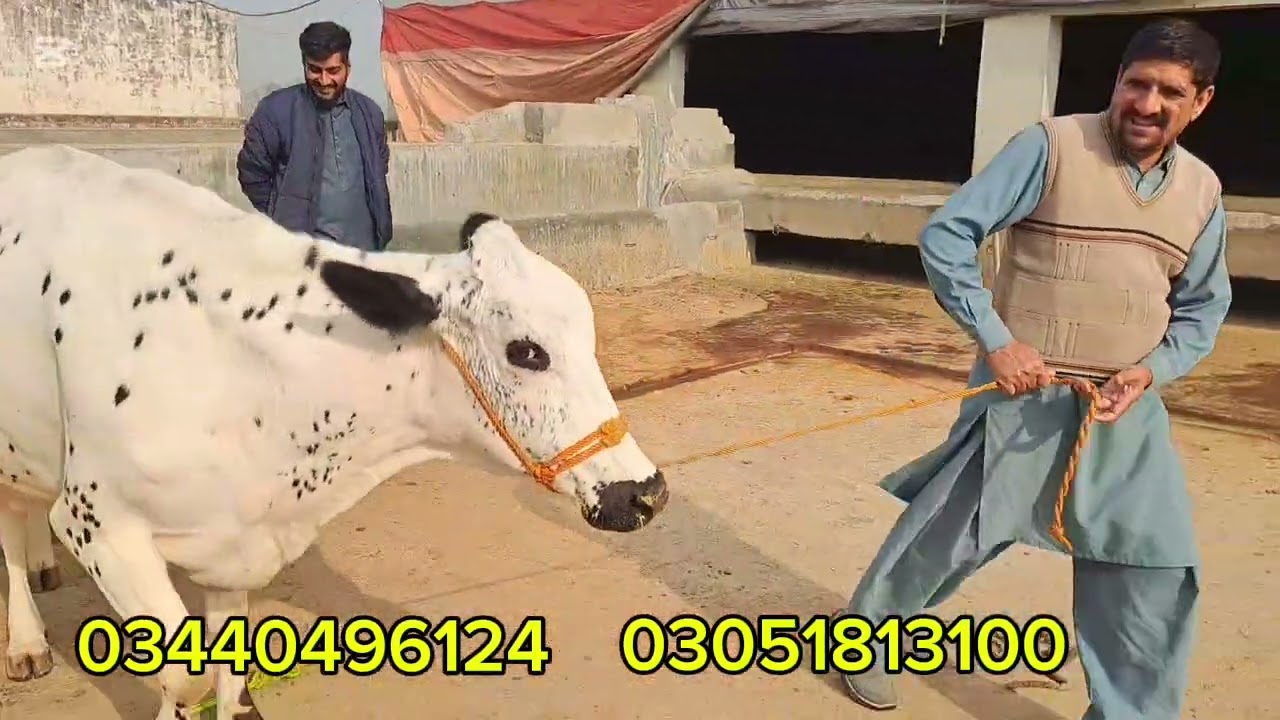سردار عاصم ڈوگر کے ڈیرے پر سیالکوٹ کی 4 ٹاپ کلاس گائیں موجود