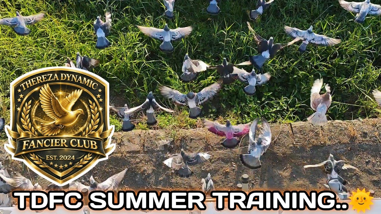 TDFC SUMMER TRAINING..🌞