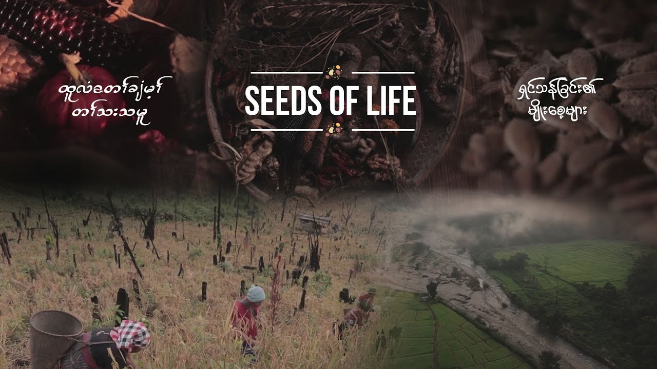 🌾𝐒𝐄𝐄𝐃𝐒 𝐎𝐅 𝐋𝐈𝐅𝐄 ထူလံၤတၢ်ချံမ့ၢ်သးသမူ 🌶ရှင်သန်ခြင်းရဲ့မျိုးစေ့များ 🥬Full documentary