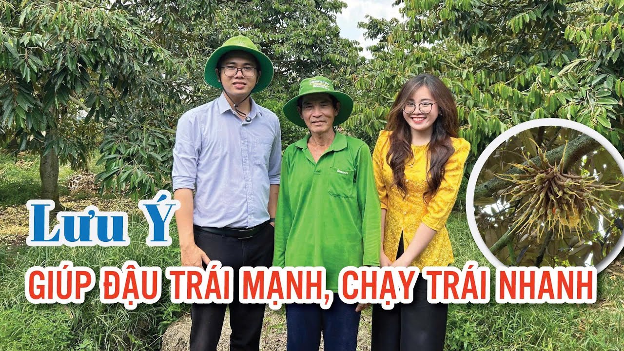 Lưu ý giúp đậu trái mạnh, chạy trái nhanh | Hai Lúa Vàng