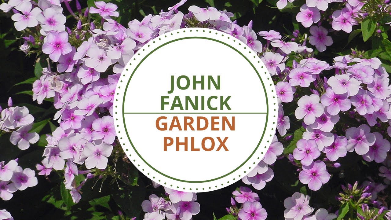 John Fanick Garden Phlox