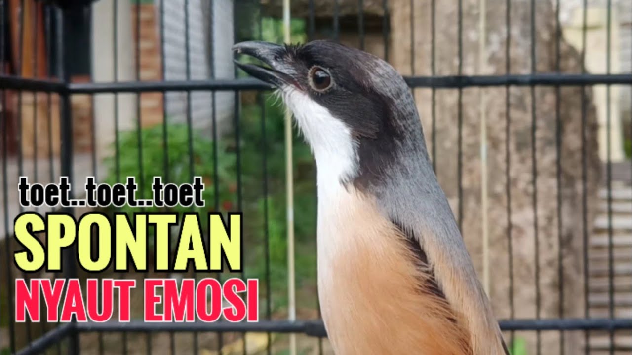 suara cendet gacor pagi siang sore Toet Toet Bikin Cendet Manapun Nyaut dg sekali Dengar